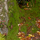 Illustration for article titled Shooting Challenge Fall Leaves Gallery 1